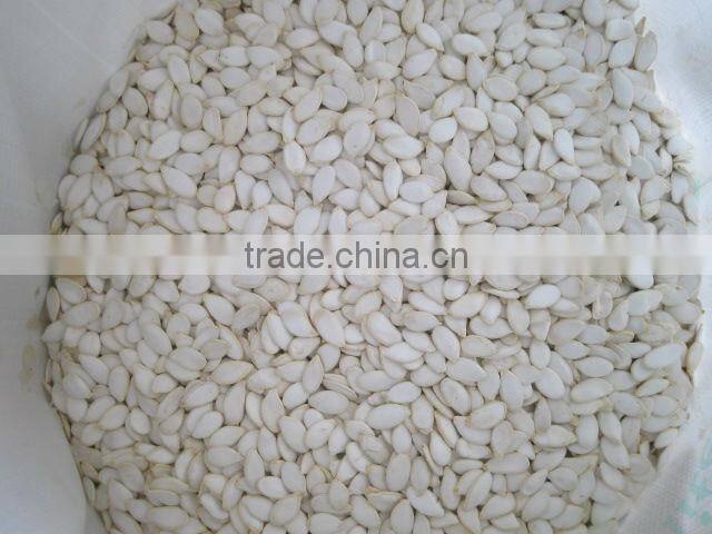 Pumpkin seeds snow white 13mm+