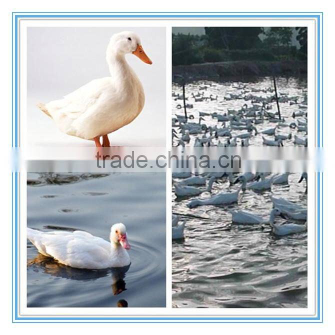 Chinese standard 50% white duck down