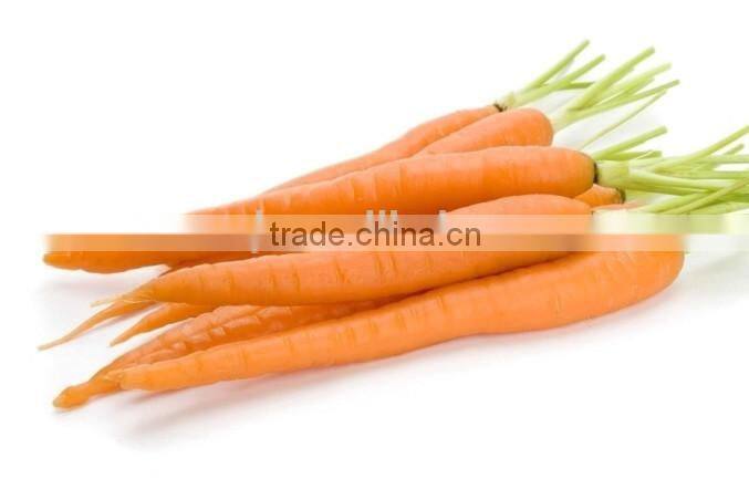 CO2 Supercritical Fluid Extraction Oil Carrot Oil