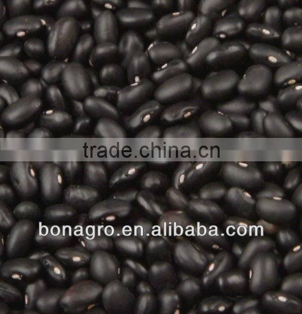 Wholesale Sunflower Seeds