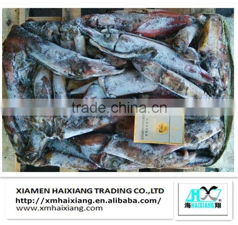 Frozen Chinese argentina squid for sale
