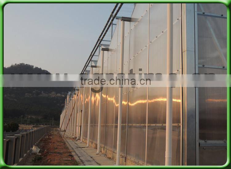 umbrella tree growing greenhouse for sale in China