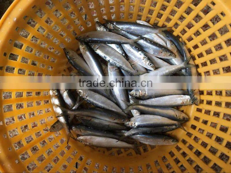 Sardine Fish