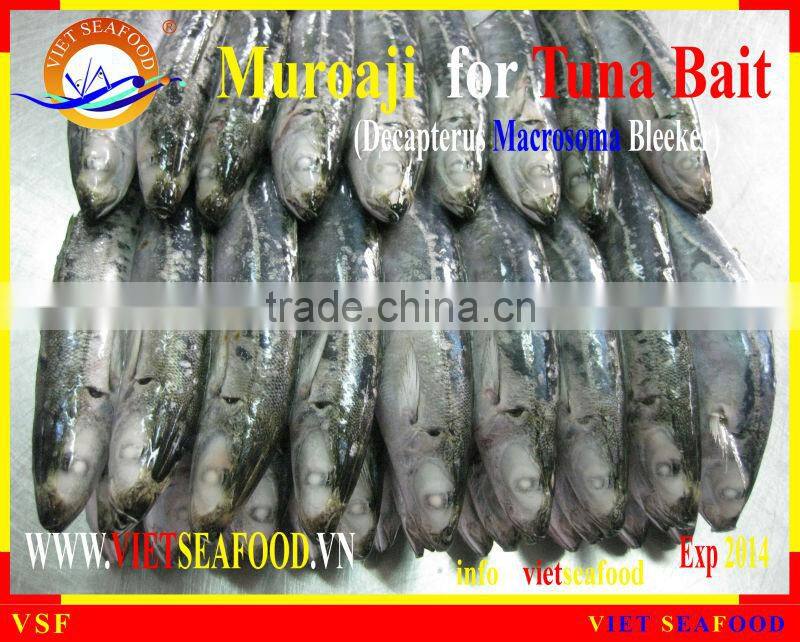 FROZEN W/R MUROAJI FOR TUNA BAIT