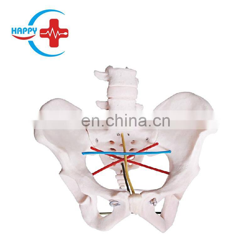 HC-S342 Medical science teaching model human Skeleton pelvic anatomy teaching model