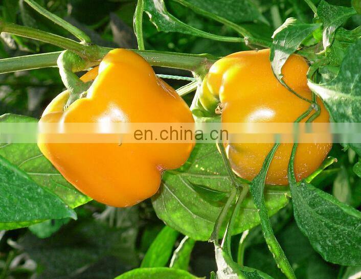 professional good quality wheat seed coater | onion seeds coating machine