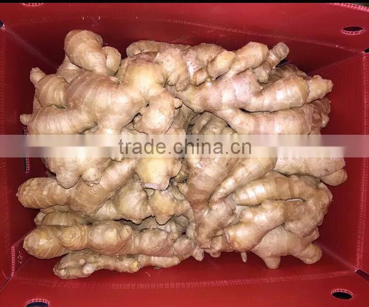 Fresh Ginger supplier