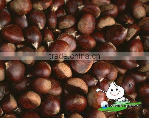 Chinese chestnut wholesale
