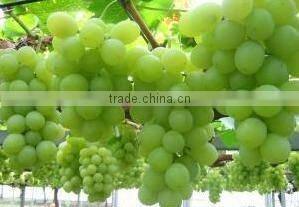 all kinds of dried fruits raisins