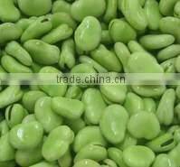 Canned Broad Beans in tomato sauce