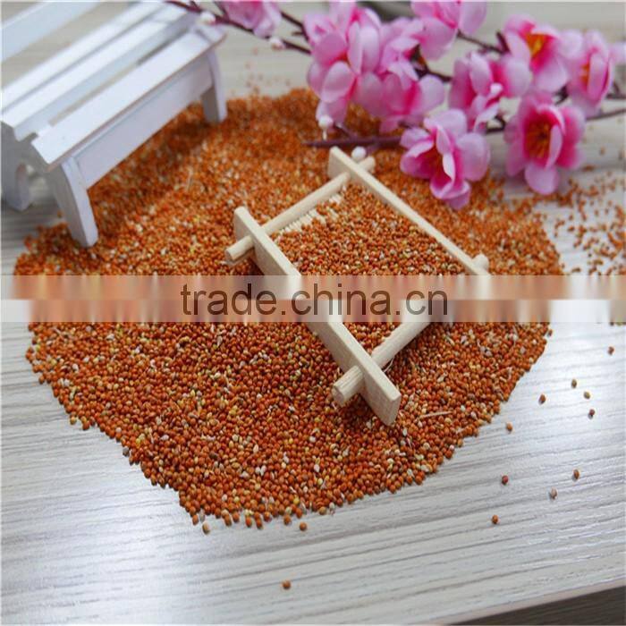 Red Millet In Husk With Good Price