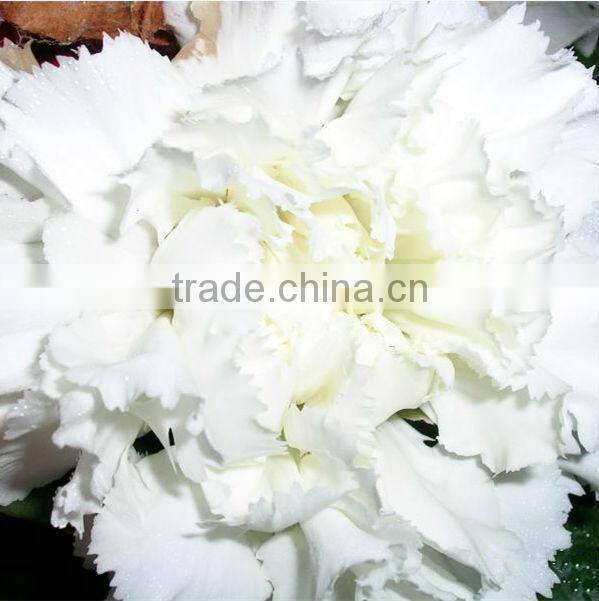 wholesale fresh cut flower of white carnation