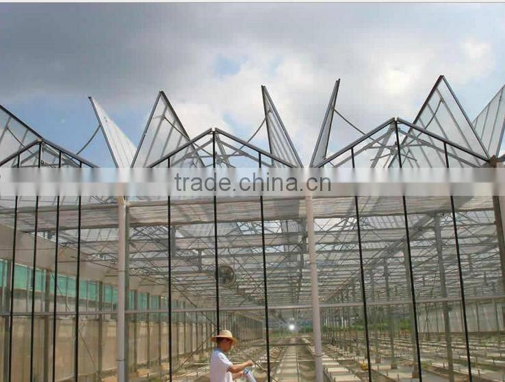 Glass Horticultural Greenhouse for vegetables growing