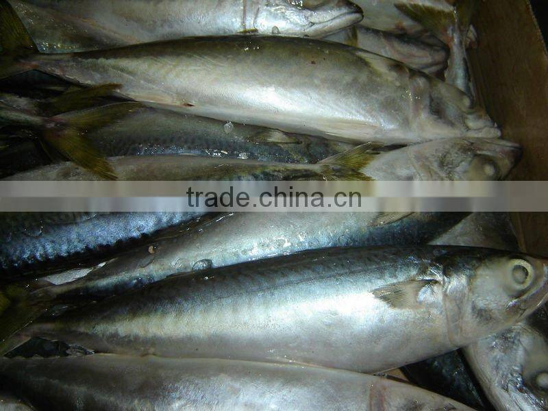 Good quality pacific mackerel frozen mackerel