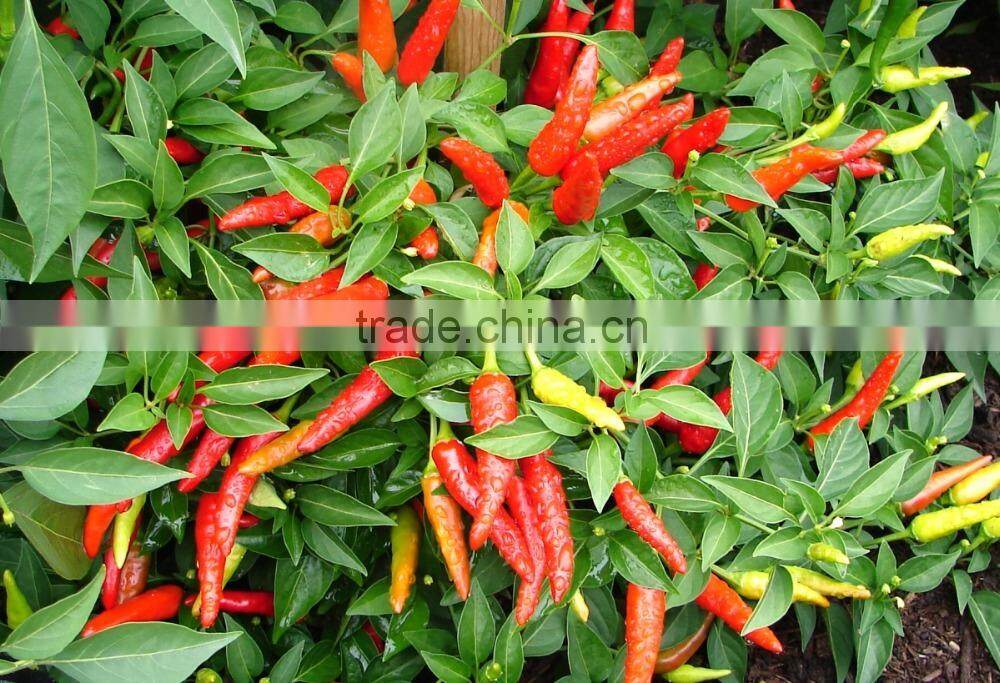 Big Red Chili exporting Vietnam