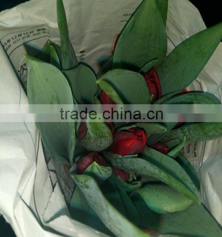 Fashionable Crazy Selling fresh cut gold tulip flower
