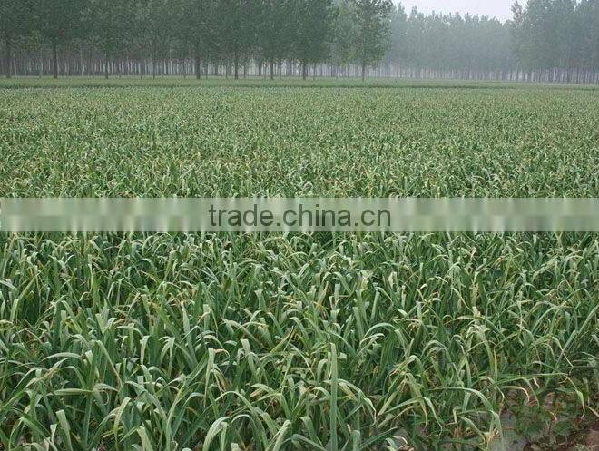 bulk dehydrated garlic powder 80-120 mesh price