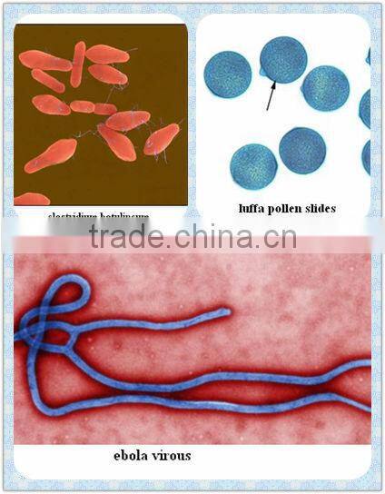 Nature biological micro glass slides with clear and complete tissue for school teaching