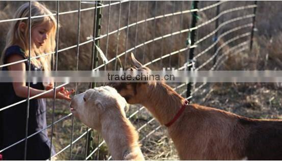 10ft t post american steel fence t bar fence post