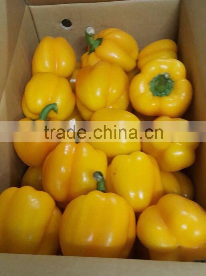FRESH SWEET PEPPER / BELL PEPPER +84963818434 whatsapp