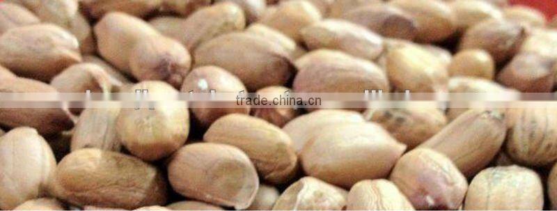New crop 2013 Bold Peanuts 50/60