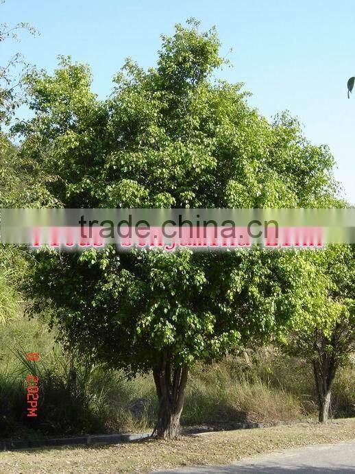 Outdoor Landscaping tall Ornamental green decorative Plants