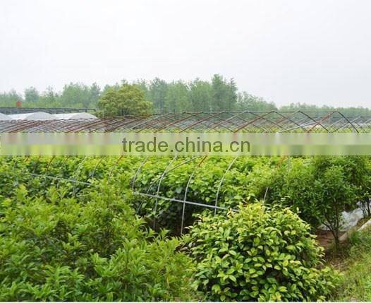 Morus alba L seedling