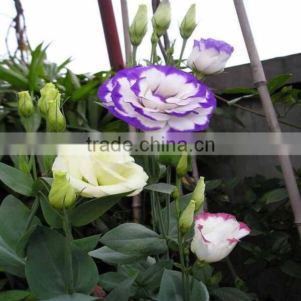 High Quality Fresh Cut Flowers Eustoma from Flower Plating Base