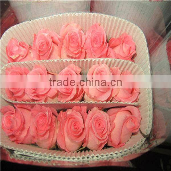 competitive price fresh black rose flower purchase from Kunming flower planting base