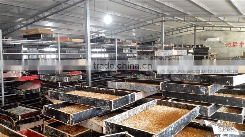 Freeze Dried Mealworms/Freeze Dried Tenebrio molitors for Pets