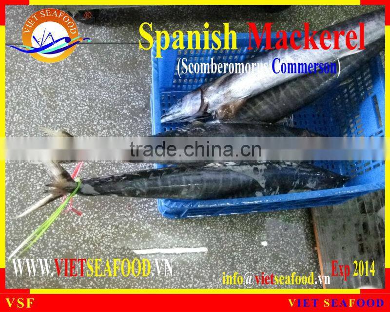 FROZEN SPANISH MACKEREL W/R