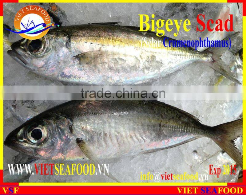 FROZEN BIGEYE SCAD WHOLE ROUND