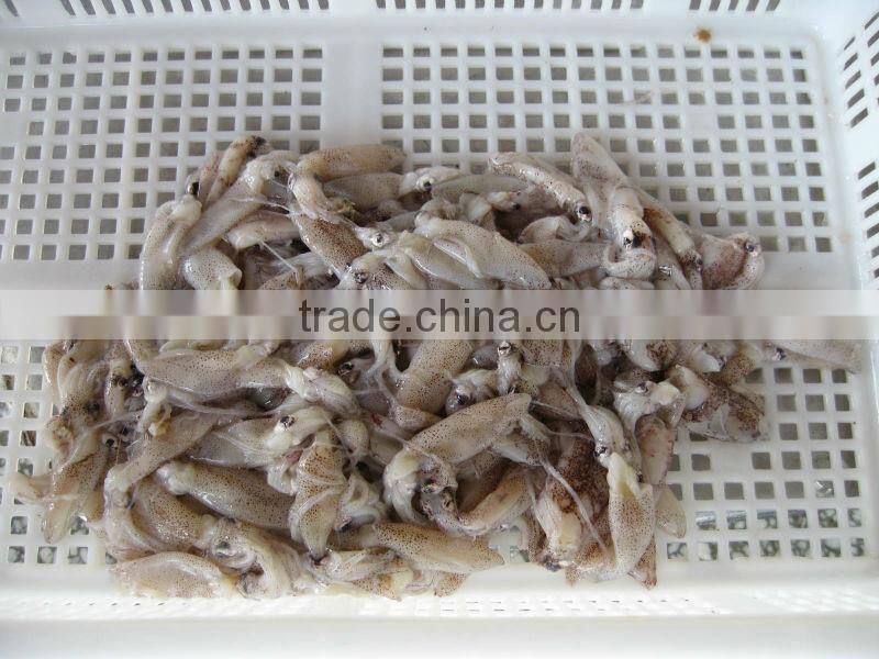 Frozen Squid (puntilla calamar)