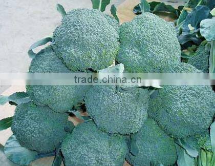 Fresh broccoli/green broccoli for export