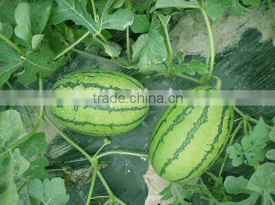 Shuangkang No.2 long oval shape red flesh hybrid watermelon seeds