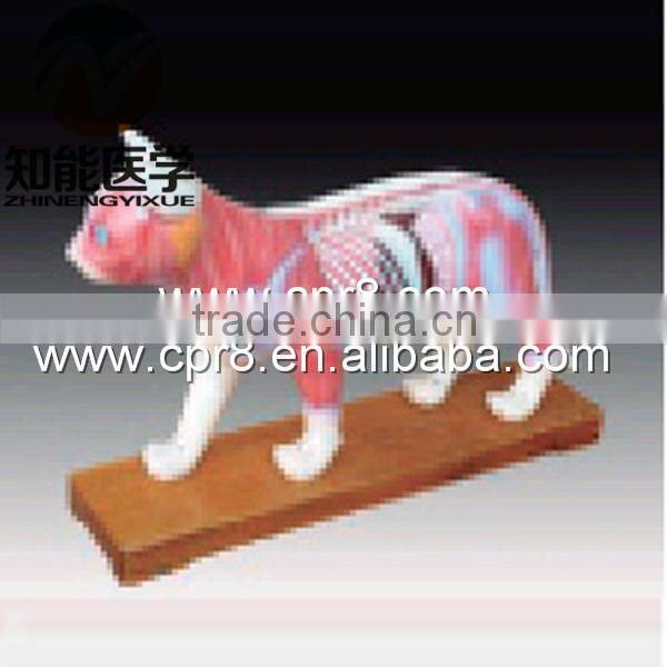 BIX-Y1028 Cat Acupuncture Model