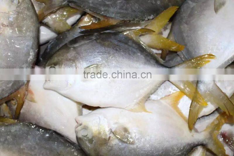 frozen bulk golden pomfret fish