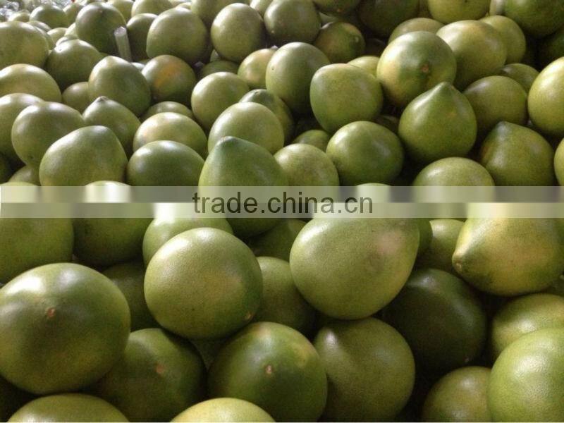 citrus fruit vietnam grapefruit pomelo price