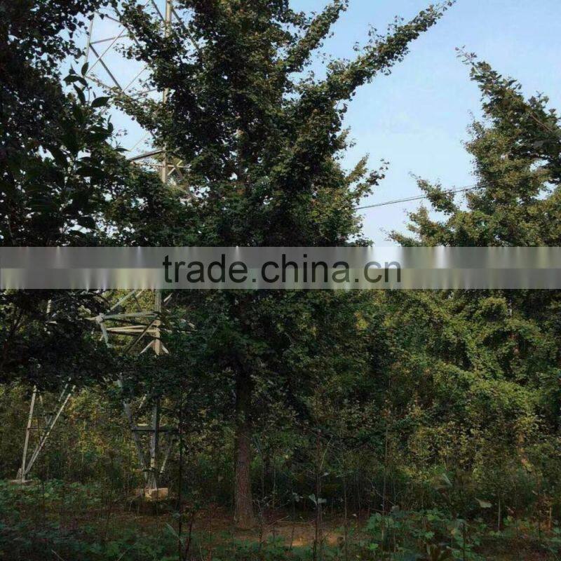 Ginkgo biloba L