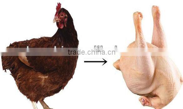 chicken plucking machine with ISO9001 for sale