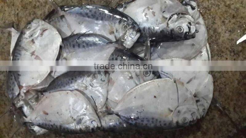 IQF moonfish sea fish on sales