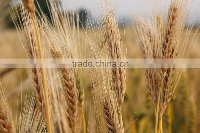 100% pure Canadian malt barley supplier