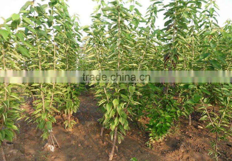 Cherry tree seedling