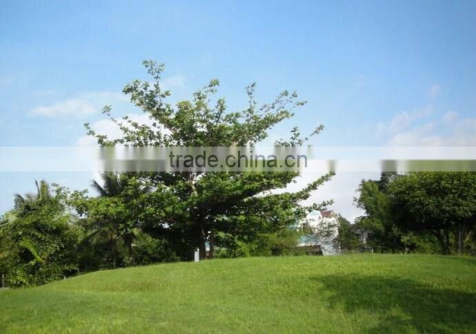 Terminalia catappa L.