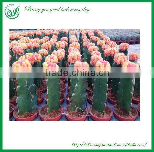 Cactus And Succulent Nursery