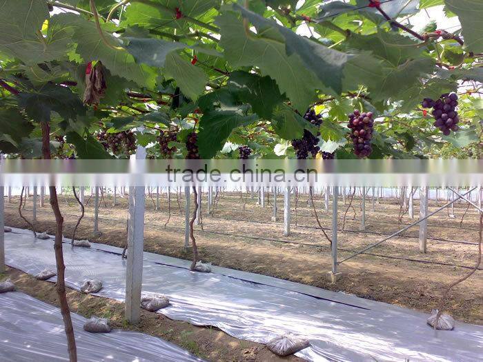 Coextruded PE Cover Film PE greemhouse film for grape greenhouse