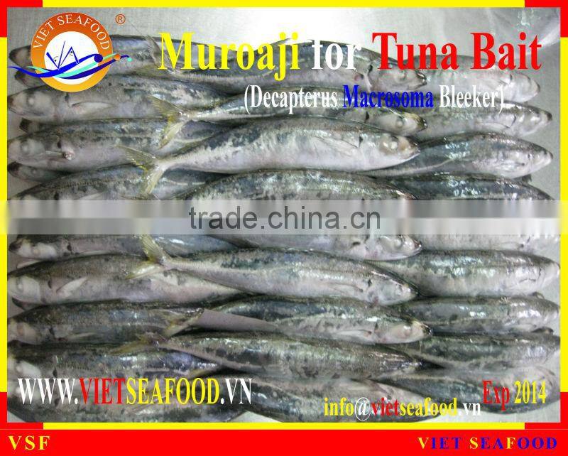 FROZEN MUROAJI FOR TUNA BAIT