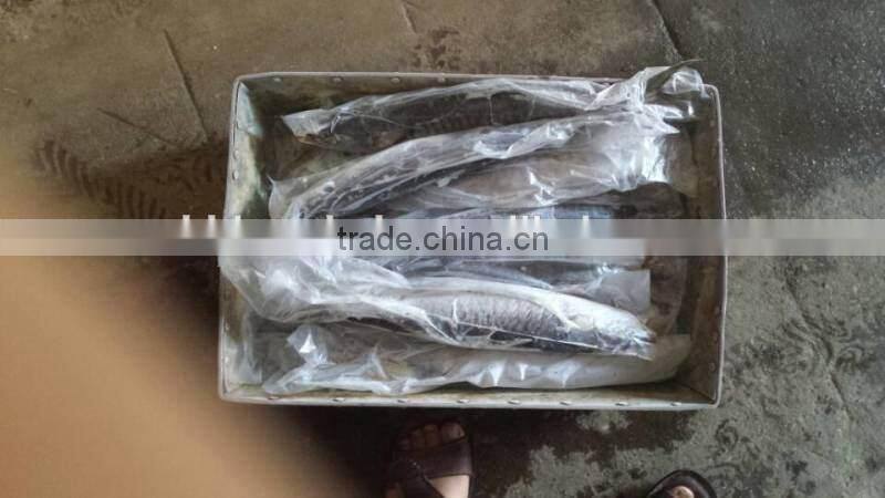 frozen spanish mackerel 2/3kg