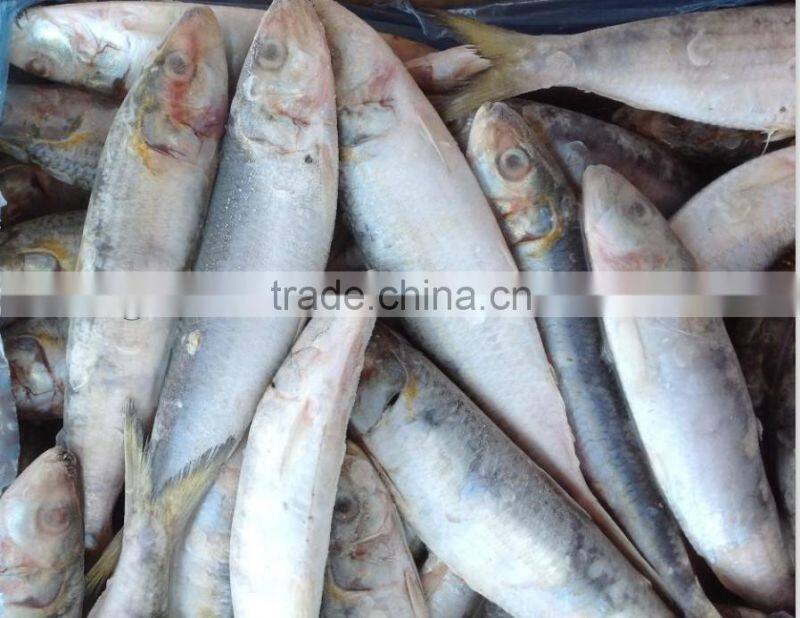 wholesale products WR frozen sardine 20-25pcs/kg with high quality