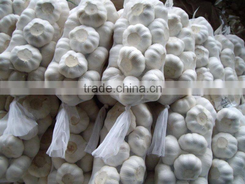 2014 Chinese Fresh Peeled Garlic , Peeled Garlic Cloves